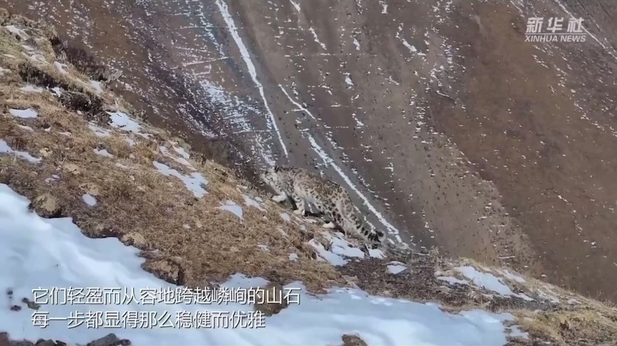三江源头的王者在海拔五千米的云端书写着雪域图腾